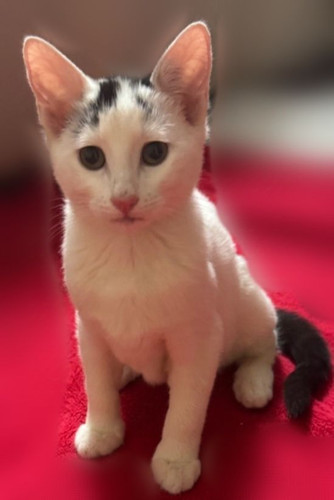 واگذاری رایگان گربه