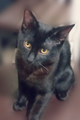 واگذاری رایگان گربه