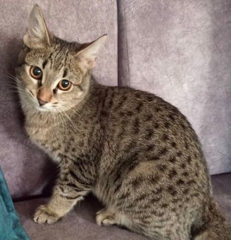 واگذاری رایگان گربه