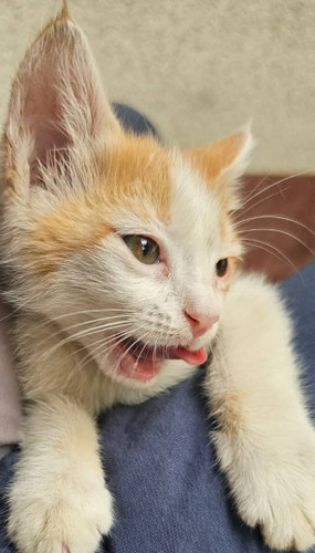 بچه گربه نژاد DSH واگذاری رایگان